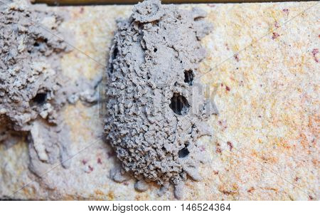 A Pollen Wasp (pseudomasaris Vespoides) Builds A Mud Nest On The Side Of A House. Pseudomasaris Vesp