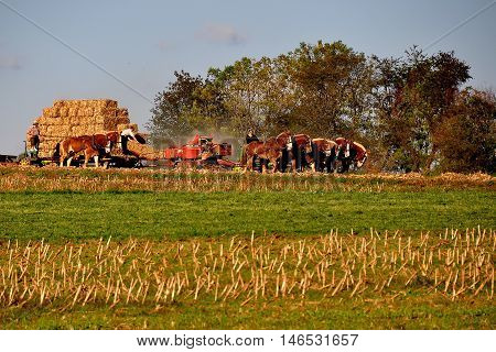 Lancaster County Pennsylvania - October 15 2015: Amish woman with two teams of horses accompanied by her son baling straw in a field on the family farm