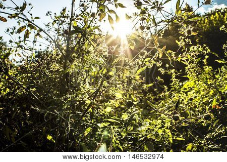 green forest illuminated by the yellow sun