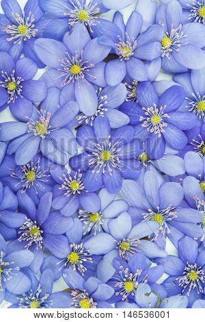 spring flowers Hepatica nobilis on a white background