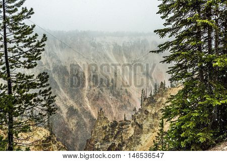 Grand Canyon of the Yellowstone during snowfall blizzard with pine trees