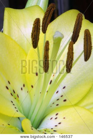 Fleur - Lillium jaune