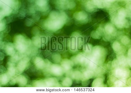 Beautiful lurred Natural green bright blur background