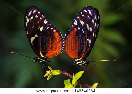 Tropical butterflies dido longwing on the leaf. Macro photography of wildlife.
