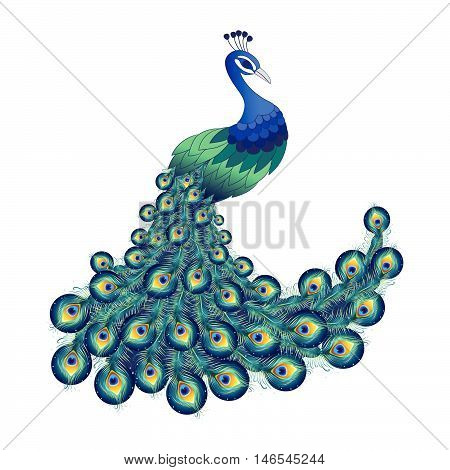 Colorful peacock for your design. Vector illustration