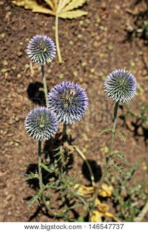 Echinops ritro is a clump-forming 4-foot tall plant with golf ball sized blue flower heads atop stiff rigid stems clad with deeply lobed dark green thistle-like foliage.