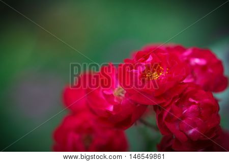 Background for your text with small flowers of Rosa polyantha