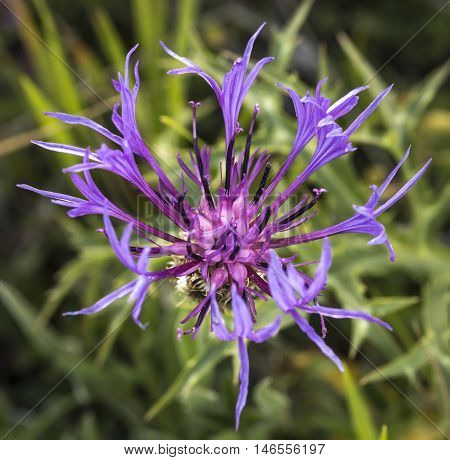 macro of a cornflower in a summer garden