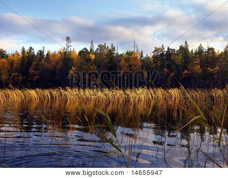 Alberi autunnali e le piante vicino all'acqua in Carelia