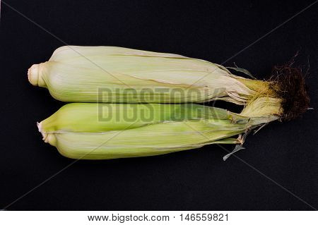 Unopened Fresh Corn With Cob on a Black Background
