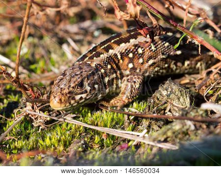 Sand lizard portrait side up on forest floor
