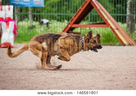 Dog Competition, Police Dog Training, Dogs Sport