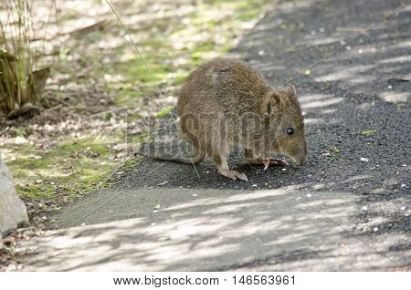the long nosed potoroo is on a path way