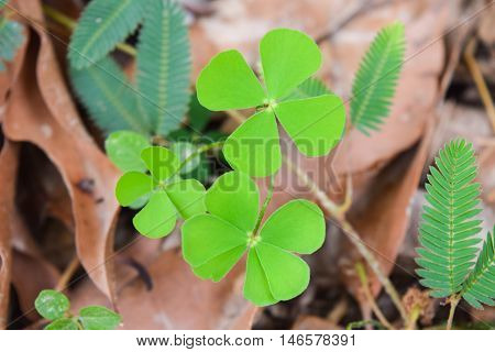 green leaf of marsilea crenata on dry leaves