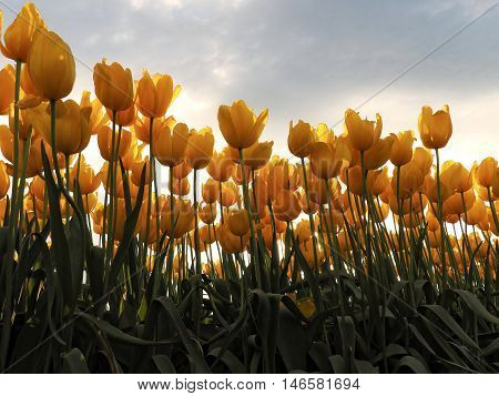 Yellow Tulips with Sunlight Background and Shaded Garden Bed