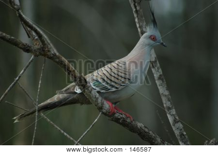 Australische kuifduif