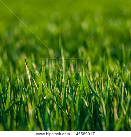 green grass on a blurred green background