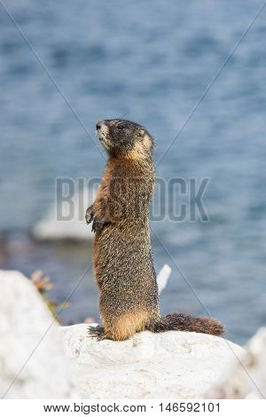 Yellow-bellied marmot (Marmota flaviventris) from the Grand Teton national park. Wyoming, USA