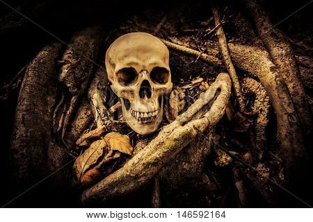 Human skull on ruins place,Horror Background For Halloween Concept And Movie Poster Project