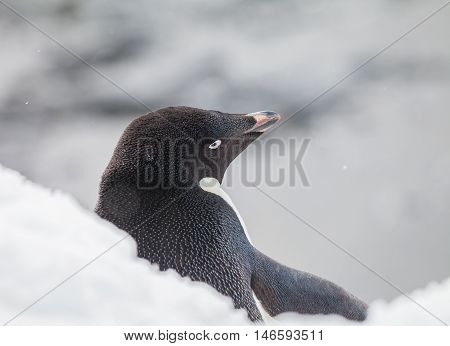 gentoo penguin is a penguin species in the genus Pygoscelis. on snow fall in Antarctica.