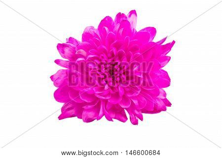 magenta chrysanthemum nature  flower on a white background