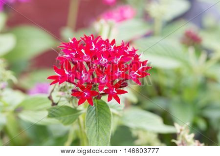 Red Egyptian Starcluster Or Star Flower