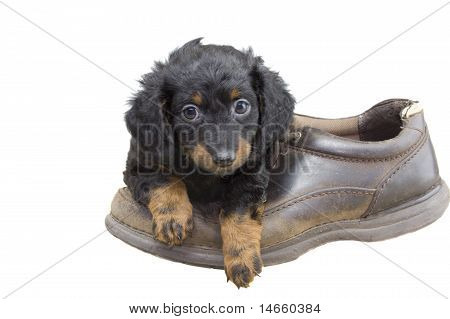 cucciolo di Daschund con scarpa