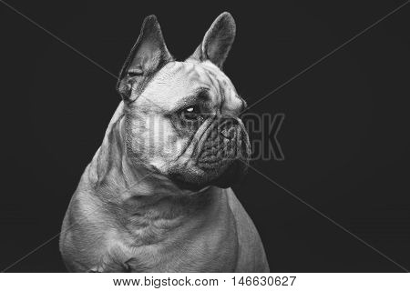 Portrait of beautiful young French buldog girl dog over black background. Studio shot. Copy space.