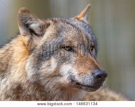 Portrait Of Dangerous Grey Wolf