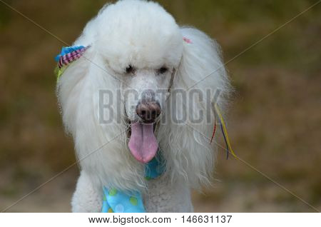 Pretty white standard poodle dog groomed with bows