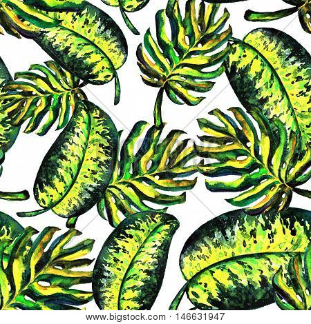 Seamless pattern of leaves monstera. Watercolor sheet
