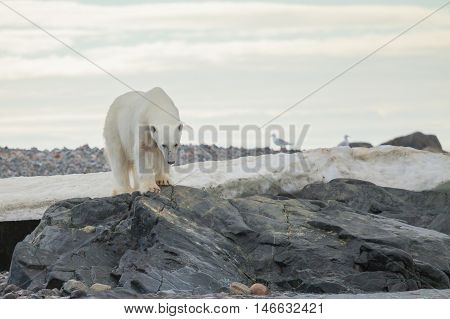 The polar bear (Ursus maritimus) is a carnivorous bear whose native range lies largely within the Arctic Circle
