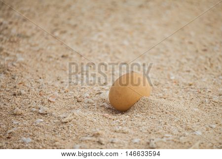 Gull eggs in the sand among the wind all the time.