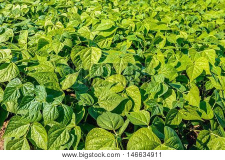 Organically grown young and fresh French bean plants in varied shades of green on a sunny day in the summer season. The blossoming of the plants has started recently.