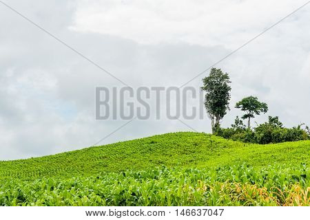 Green corn field growing up on cloudy sky.