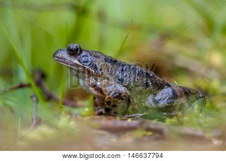 Male Common Frog