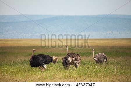 The ostrich or common ostrich (Struthio camelus) is either one or two species of large flightless birds native to Africa. ostrich family in wildlife.