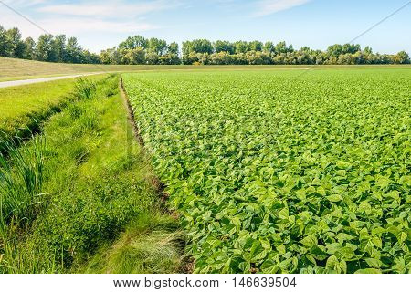 Organically grown young and fresh French bean plants in varied shades of green on a sunny day in the summer season. The blossoming of the plants has started recently.
