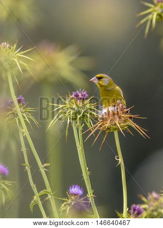 Greenfinch Eating The Seeds Of Thistle