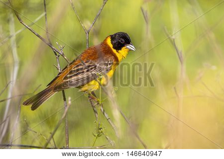 Black Headed Bunting Perched On A Branche