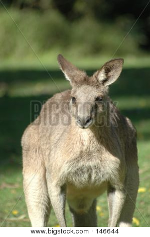 Mannelijke Kangaroo