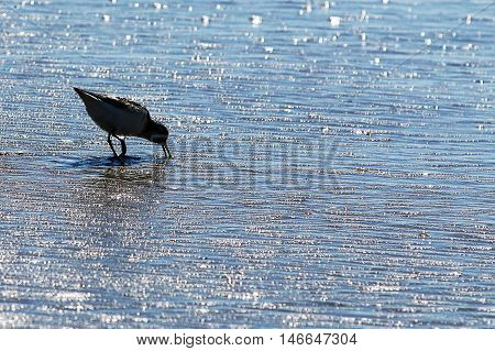 Piping Plover looking for food in the sparking blue ocean on Long Island