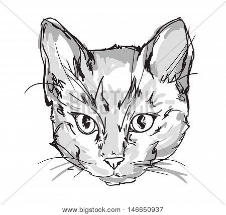 cute cat sketch vector illustration, vector pet, kitten, cute cat