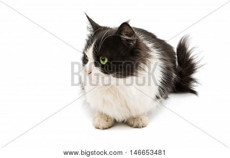 Black & white cat on white isolated background.