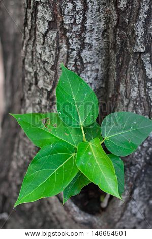 leave green on tree from Bangkok Thailand