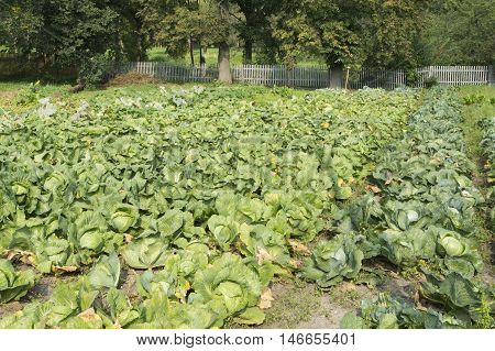photo on a large field autumn cabbage