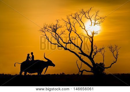 silhouette of children on buffalo's back and tree dead dry during sunset