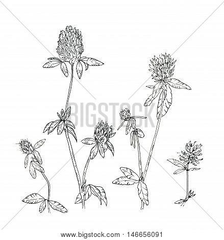 hand drawn set of graphic flowers clover trefoil on white background