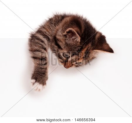 Cute kitten with blank sign. Lovely shorthair kitty holding banner with space for text. Young cat with blank billboard isolated on white background.