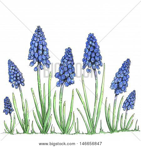 hand drawn watercolor flower Muscari on white background